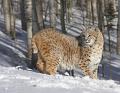 827 - BOBCAT IN FOREST - JOHNSON NORMAN - united states